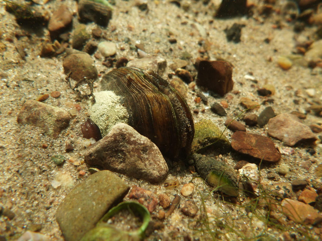 Re-Establishing Populations of Two Federally Endangered Species - Ohio ...